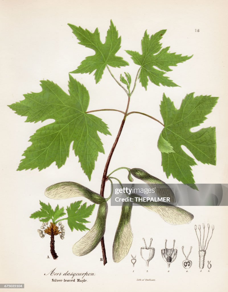 Silver leaved maple botanical engraving 1843