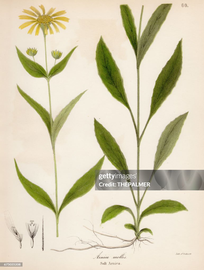 Soft arnica botanical engraving 1843