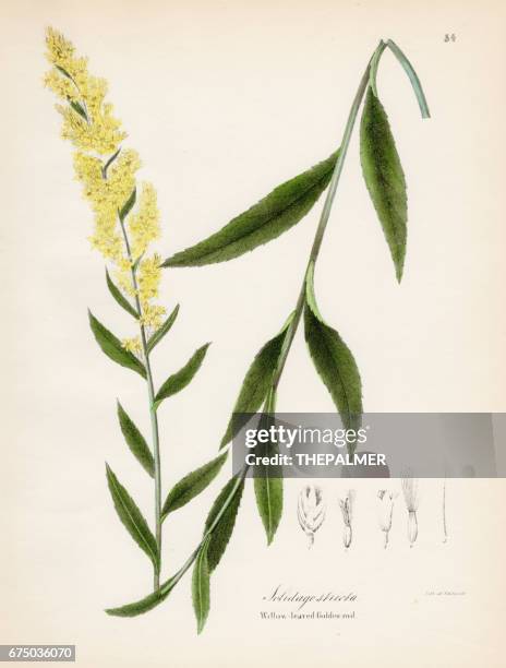 Gold Rod Vector 85 Goldenrod Illustration High Res Illustrations - Getty Images