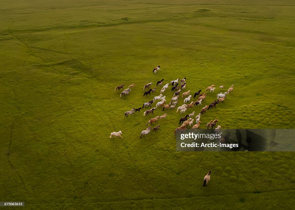 Top view of Horses Running