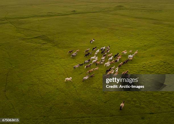top view of horses running - wild stock-fotos und bilder
