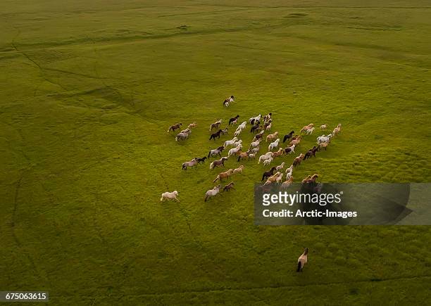 top view of horses running - animals in the wild foto e immagini stock