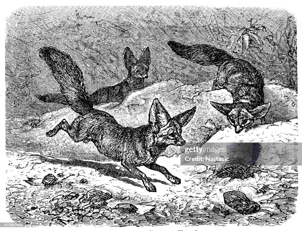Fennec fox (Vulpes zerda)
