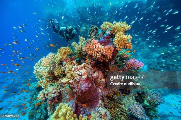 extreme underwater - diving equipment stock pictures, royalty-free photos & images