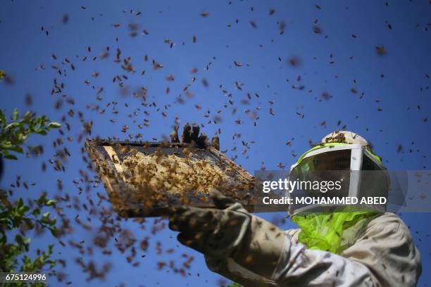 Palestinian worker holds up a frame after removing it from a beehive to collect honeybee combs during the harvest at an apiary near Beit Hanun in the...