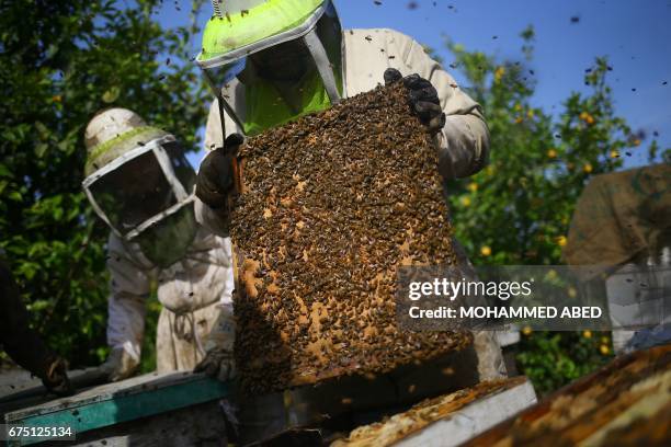 Palestinian workers remove frames from beehives as they collect honeybee combs during the harvest at an apiary near Beit Hanun in the northern Gaza...