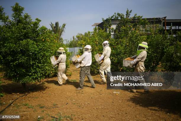 Palestinian workers carry frames after removing them from beehives to collect honeybee combs during the harvest at an apiary near Beit Hanun in the...