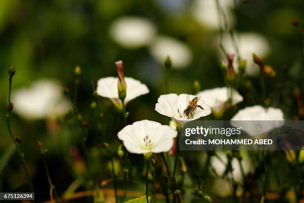Bee is seen on a flower as Palestinian workers open beehives to collect honeybee combs during the harvest at an apiary near Beit Hanun in the...