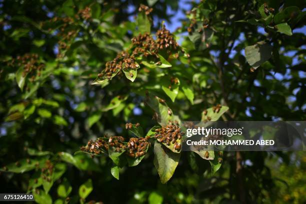 Bees swarm on the leaves of a tree after Palestinian workers opened their beehives to collect honeybee combs during the harvest at an apiary near...