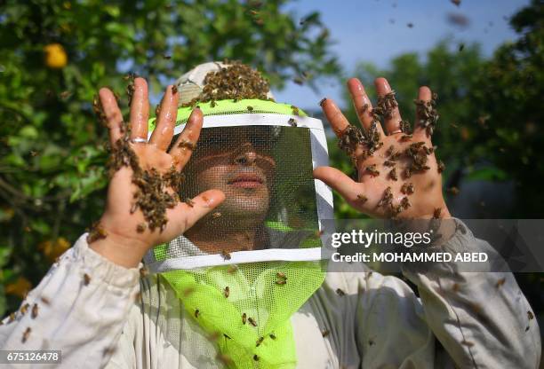 Palestinian worker holds up his hands covered in bees as they collect honeybee combs from beehives during the harvest at an apiary near Beit Hanun in...