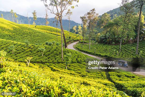 tea plantations, ella, southern highlands - sri lanka tea plantation stock pictures, royalty-free photos & images