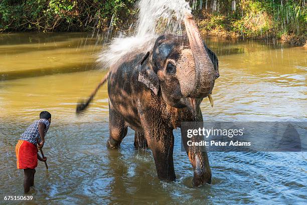 elephant bathing and being washed by handler - sigiriya stock pictures, royalty-free photos & images