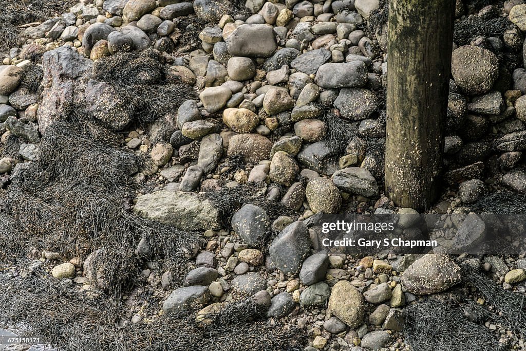 Low Tide At Castine Me HighRes Stock Photo Getty Images
