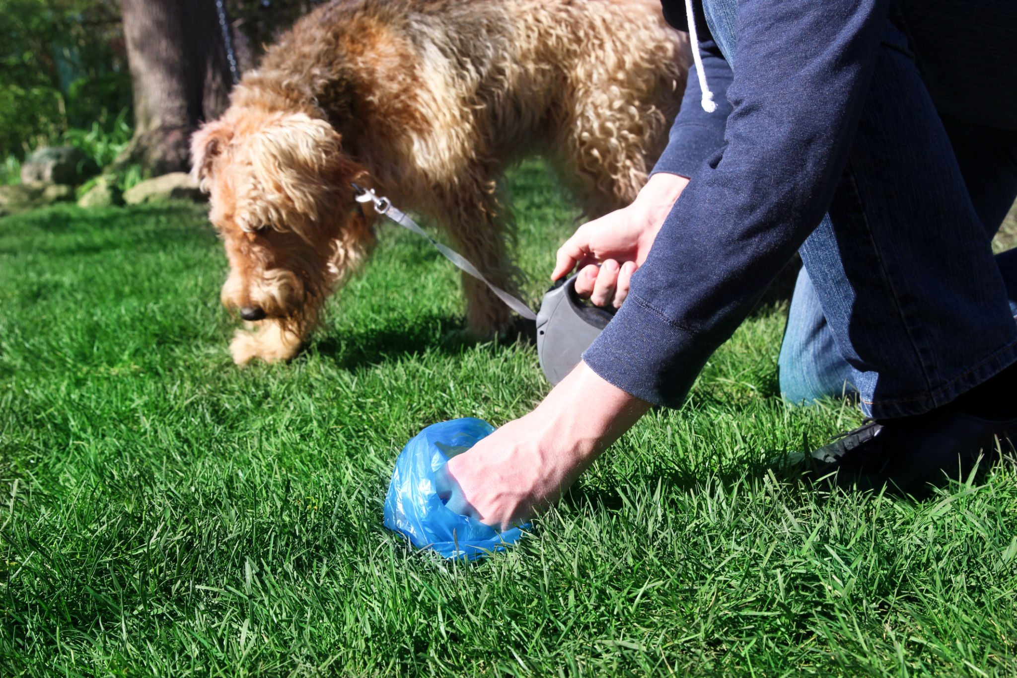 dog cleanup
