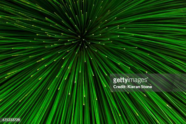 grass tree close up - victoria australia landscape stock pictures, royalty-free photos & images