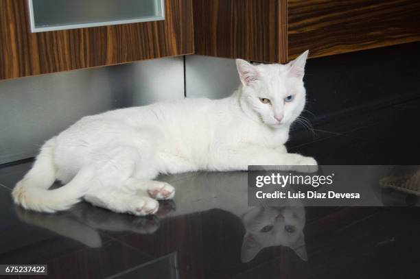 cat reflected in in soil of the kitchen - kitten mirror stock pictures, royalty-free photos & images