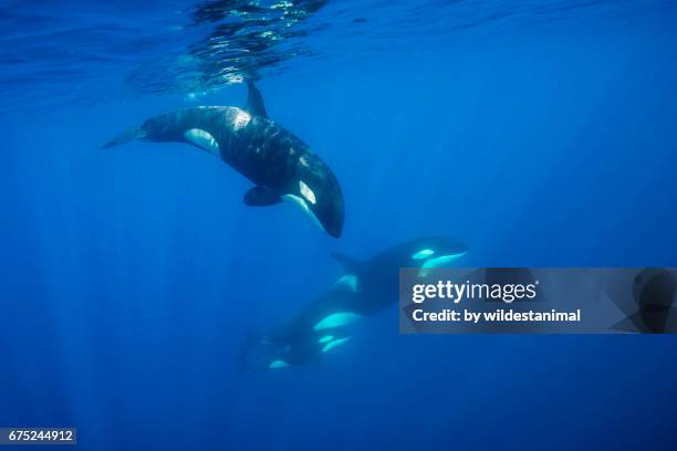 underwater view of a pod of orcas swimming in clear blue water. - pod group of animals stock-fotos und bilder