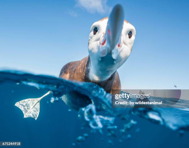 over and underwater view of a brown headed albatross resting on the water's surface. - diomedea epomophora stock pictures, royalty-free photos & images
