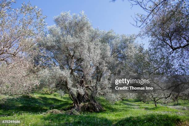 Tirana, Albania Trees on the Subashi plantation. Here olives are cultivated for the production of olive oil on March 28, 2017 in Tirana, Albania.