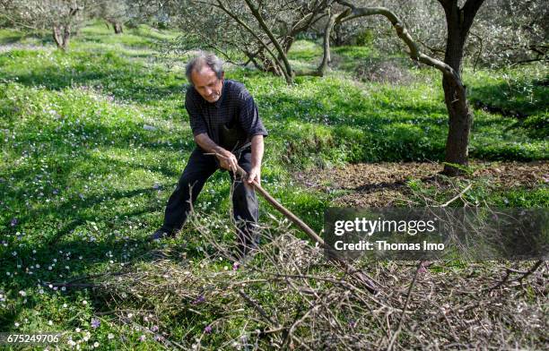 Tirana, Albania A farmer is working on the Subashi plantation. Here olives are cultivated for the production of olive oil on March 28, 2017 in...
