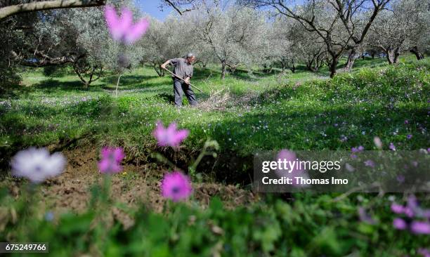 Tirana, Albania A farmer is working on the Subashi plantation. Here olives are cultivated for the production of olive oil on March 28, 2017 in...