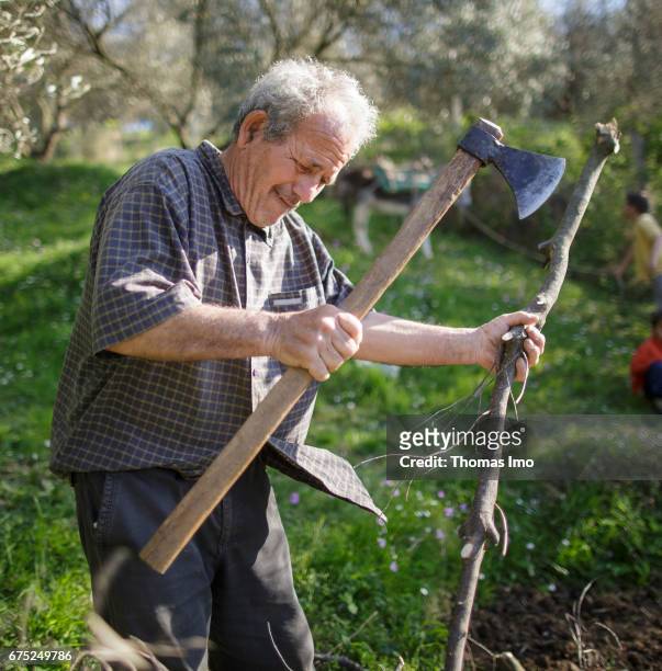 Tirana, Albania A farmer chops wood on the Subashi plantation. Here olives are cultivated for the production of olive oil on March 28, 2017 in...