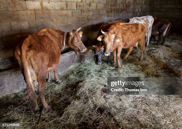 Kruma, Albania Cows in a stable on March 29, 2017 in Kruma, Albania.