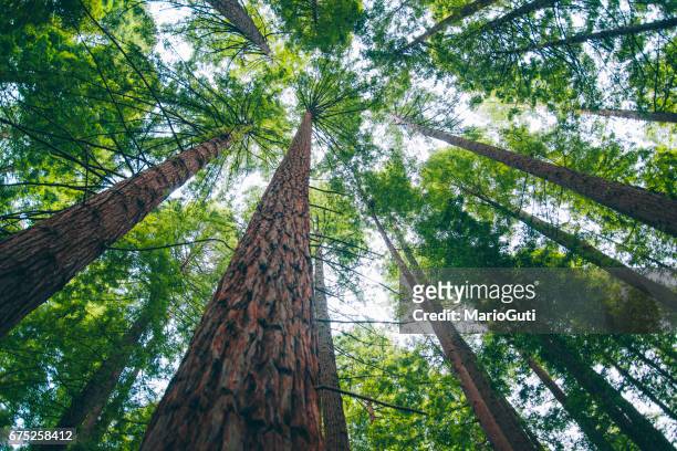 foresta di sequoie - crescita foto e immagini stock