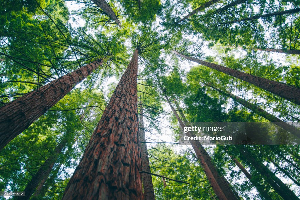 Redwood bos