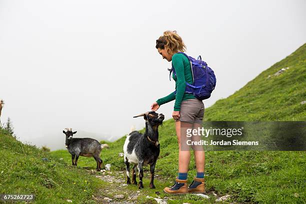a woman hiking in the swiss alps - alpine goat stockfoto's en -beelden
