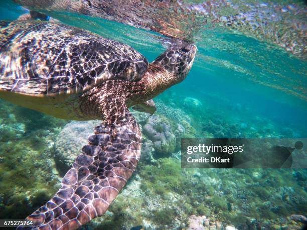 Turtle Bigg Shell 890 Shell Philippines Stock Photos, High-Res Pictures, and Images ...