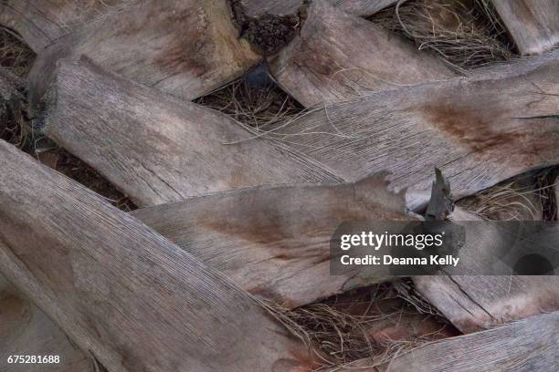 palm tree trunk closeup - ワシントンヤシ属 ストックフォトと画像