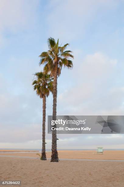 two palm trees and lifeguard stand on tranquil santa monica beach - ワシントンヤシ属 ストックフォトと画像