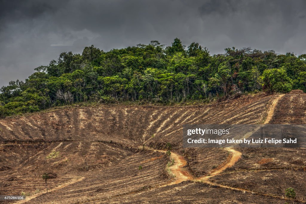 Planting sugar cane versus Atlantic Forest