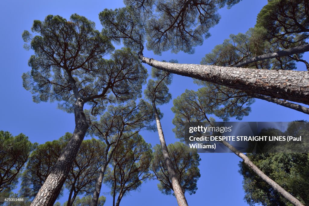 Trees In Rome Stone Pine Trees In Rome Italy High-Res Stock Photo - Getty Images