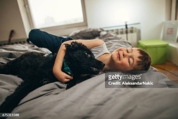 cuddling in the bedroom - dog greeting stock pictures, royalty-free photos & images