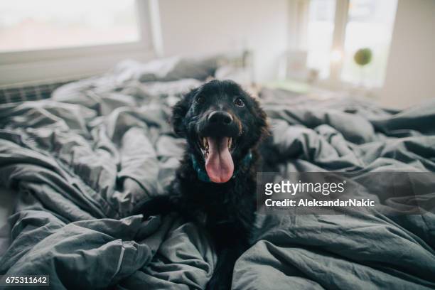 good morning, world! - dog indoors stock pictures, royalty-free photos & images