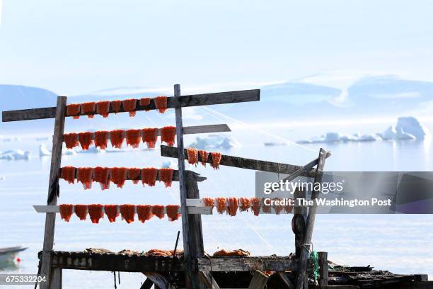 Fresh char hangs on racks by the shore in the tiny village of Qaanaaq, Greenland, on August 26, 2016 by Whitney Shefte/The Washington Post via Getty...