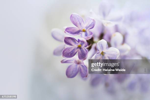 lilac - flieder stock-fotos und bilder