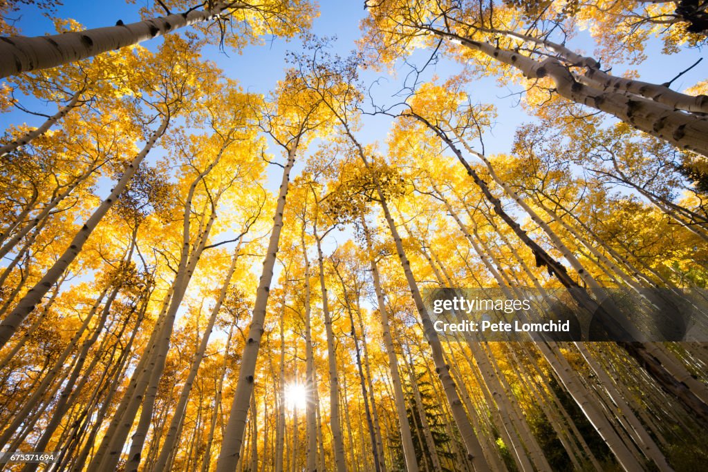 Autumn aspen trees looking up