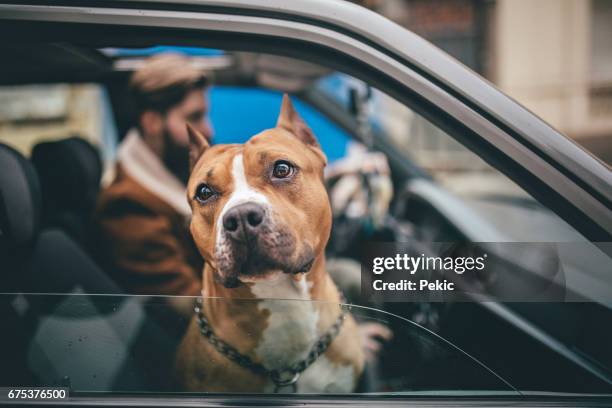 hombre disfruta el viaje a casa tanto como su perro - pit bull terrier fotografías e imágenes de stock