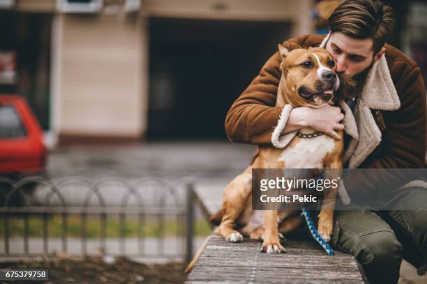 man kissing his furry best friend - staffordshire bull terrier stock pictures, royalty-free photos & images