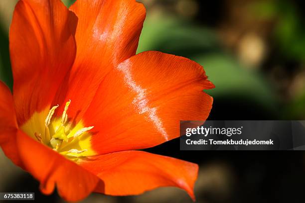 tulip - blüte stockfoto's en -beelden