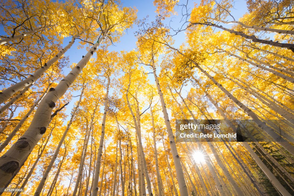 Look up aspen autumn forest Colorado