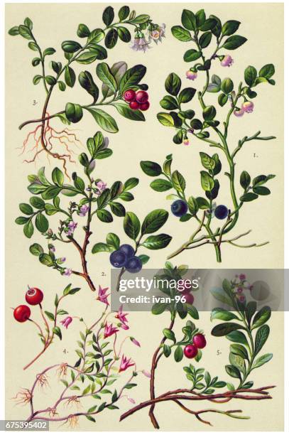 illustrations, cliparts, dessins animés et icônes de plantes médicinales et aux herbes - airelle rouge
