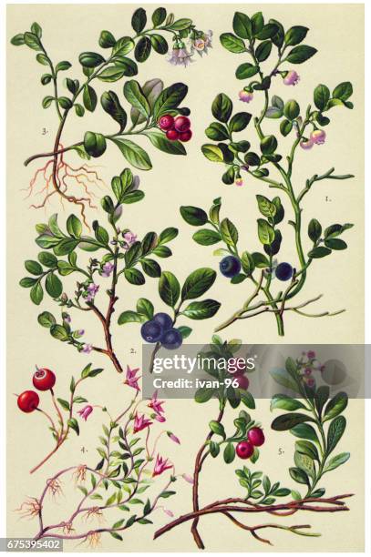 stockillustraties, clipart, cartoons en iconen met kruiden en planten - blueberry
