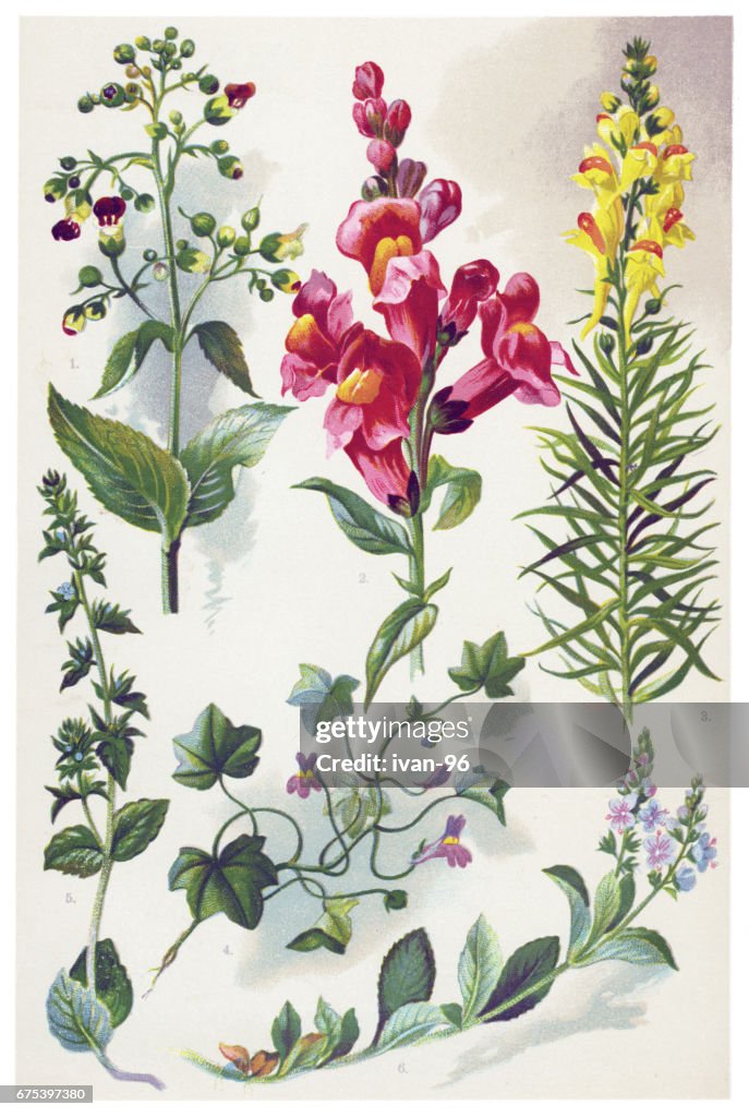 Medicinal and Herbal Plants