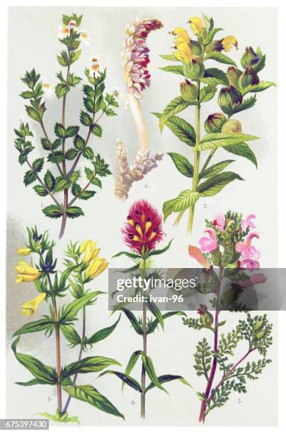 medicinal and herbal plants - euphrasia officinalis stock illustrations