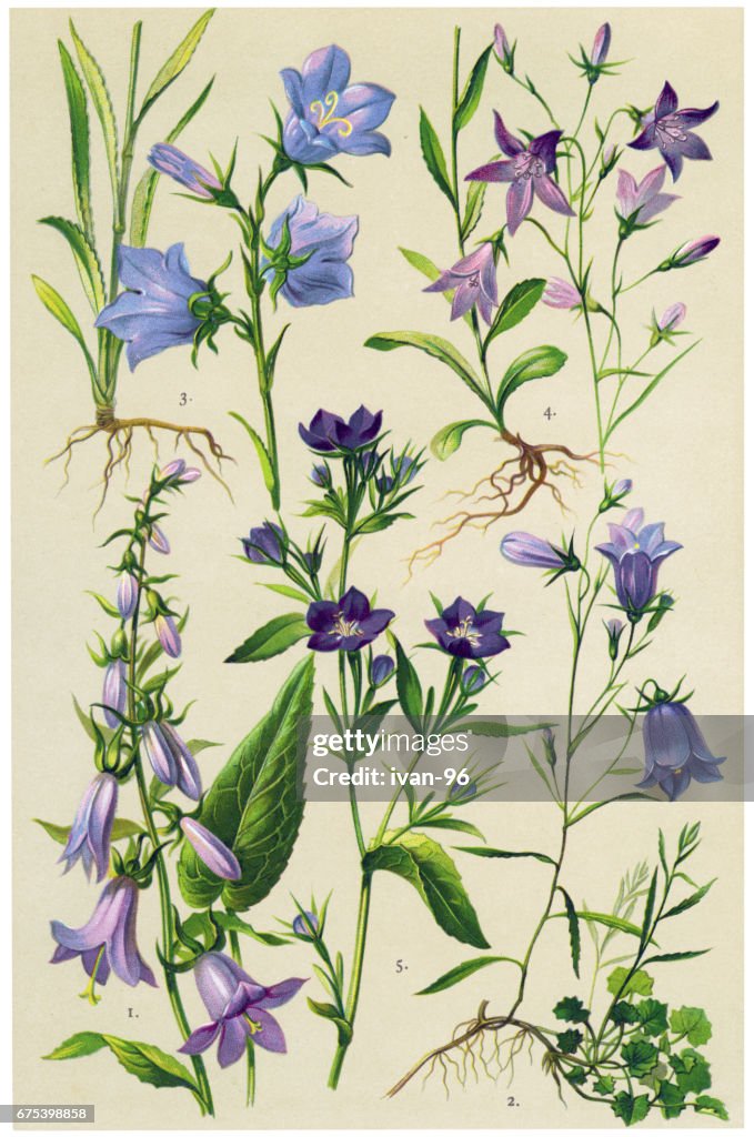 Medicinal and Herbal Plants