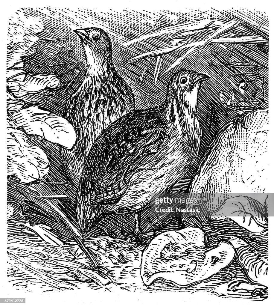 Common Quail (Coturnix Coturnix)